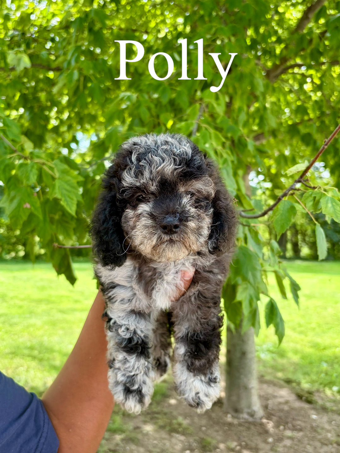 Polly 1